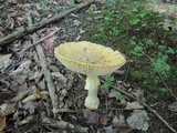 Amanita muscaria f. guessowii image