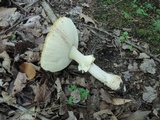 Amanita muscaria f. guessowii image