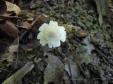 Mycena galericulata image