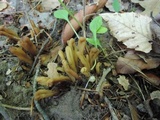 Microglossum olivaceum image