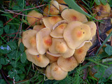 Pholiota astragalina image