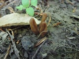 Microglossum olivaceum image