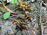 Microglossum olivaceum image