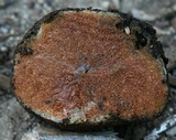 Gautieria parksiana image