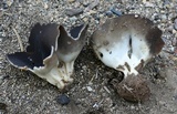 Helvella leucomelaena image