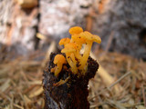 Chrysomphalina aurantiaca image