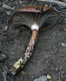 Gomphidius subroseus image