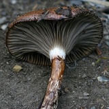 Gomphidius subroseus image