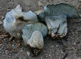 Hygrophorus caeruleus image