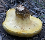 Cantharocybe gruberi image