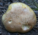 Cantharocybe gruberi image