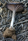 Pseudoomphalina angelesiana image