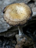 Pseudoomphalina angelesiana image