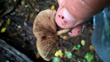Agrocybe firma image
