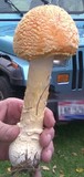 Amanita amerimuscaria image