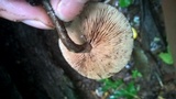 Agrocybe firma image