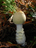 Amanita amerimuscaria image