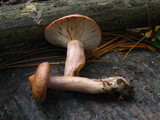 Lactarius vinaceorufescens image