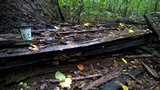 Agrocybe firma image
