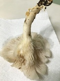 Pleurotus pulmonarius image
