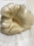 Pleurotus pulmonarius image