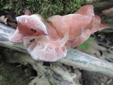 Auricularia angiospermarum image