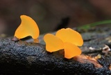 Heterotextus peziziformis image