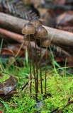 Mycena cystidiosa image