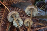 Mycena cystidiosa image