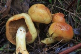 Cortinarius sinapicolor image