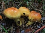 Cortinarius sinapicolor image