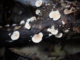 Crepidotus cesatii image
