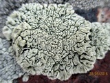 Rhizoplaca chrysoleuca image