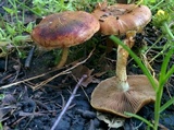 Pholiota highlandensis image