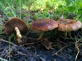 Pholiota highlandensis image
