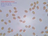 Pholiota highlandensis image