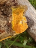 Mycoacia uda image