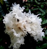 Tremella fuciformis image