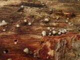 Helicogloea compressa image