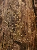 Helicogloea compressa image
