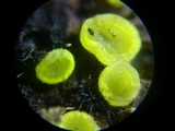 Bisporella sulfurina image