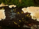 Bisporella sulfurina image