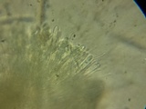 Bisporella sulfurina image