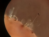 Spinellus fusiger image