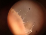 Spinellus fusiger image