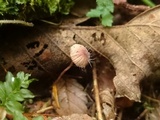 Spinellus fusiger image