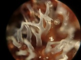 Ceratiomyxa fruticulosa var. fruticulosa image