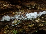 Ceratiomyxa fruticulosa var. fruticulosa image