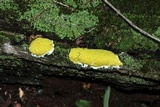 Fuligo septica image