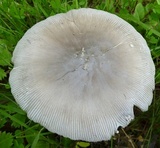 Amanita spreta image
